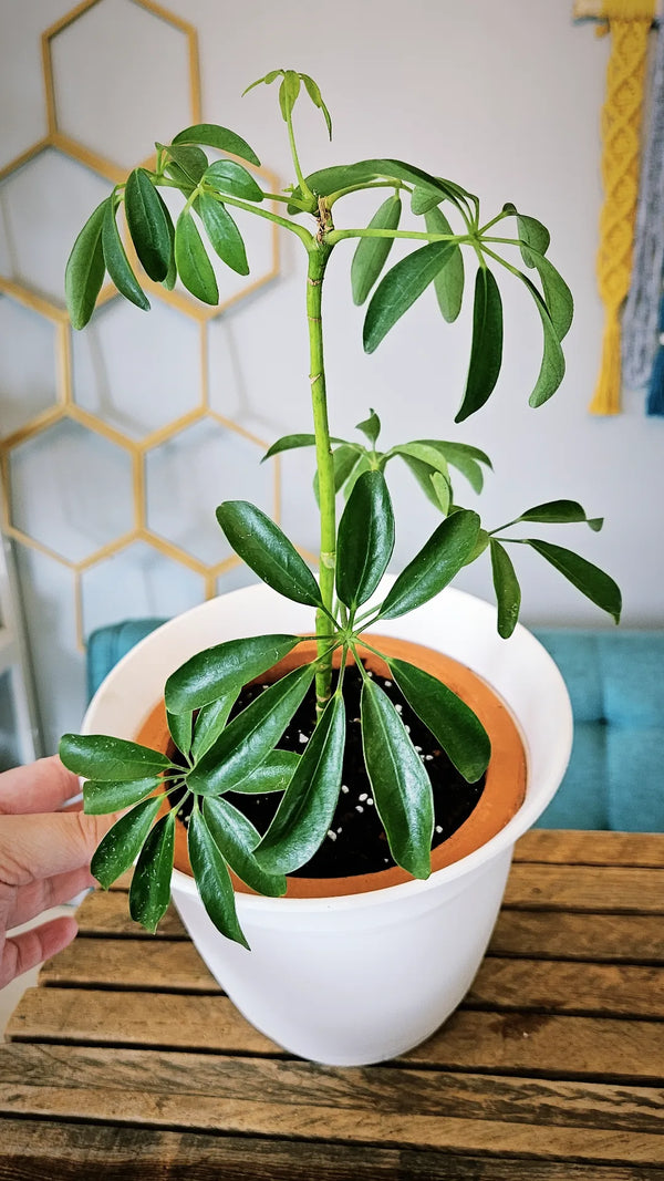【アガベ鉢】Zyrren / Umbrella Tree Pot アガベ鉢】Zyrren / Umbrella Tree Pot