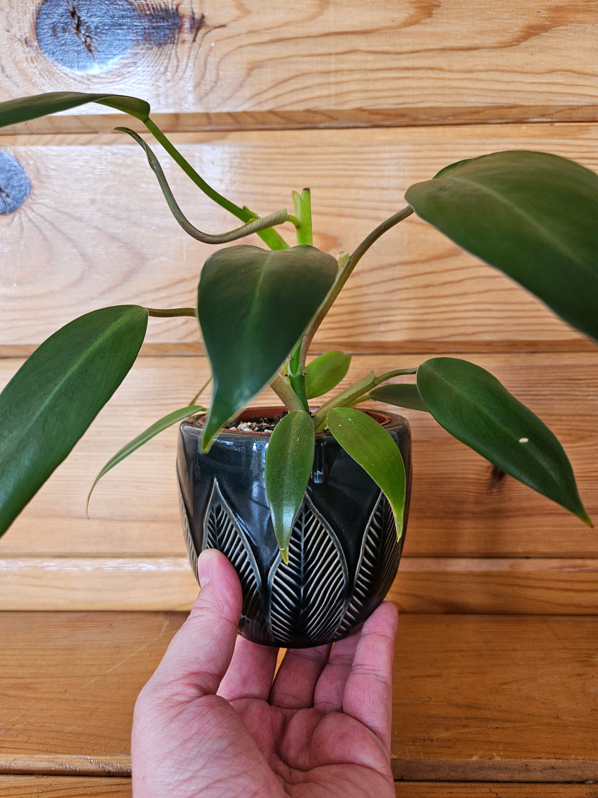 flask philodendron Philodendron Martianum 3"