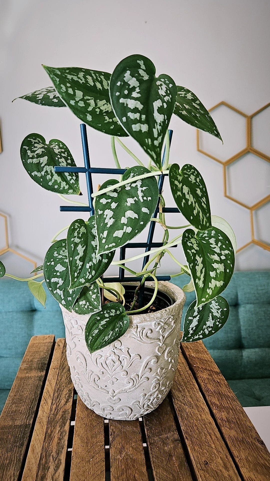 Satin Pothos (Scindapsus) 6