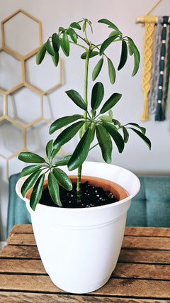 Dwarf umbrella tree 6